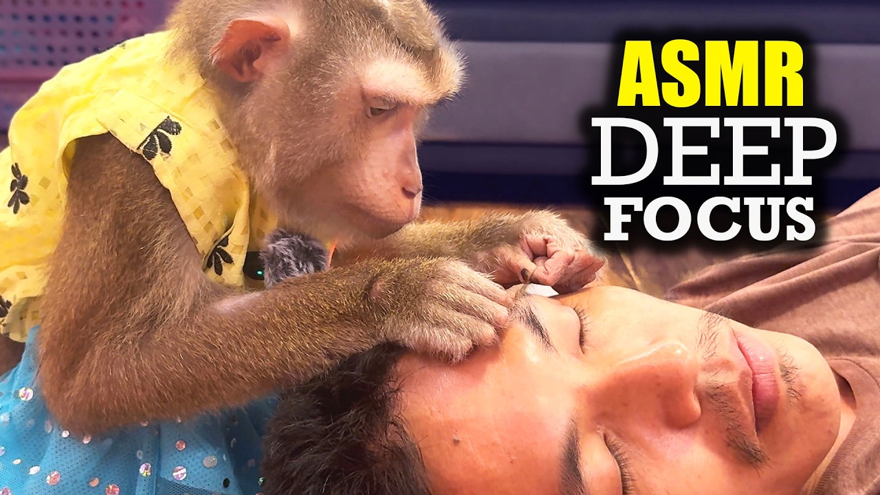 Real Monkey Scalp Grooming ASMR | Deep Focus, Soft Picking (INSTANT SLEEP)