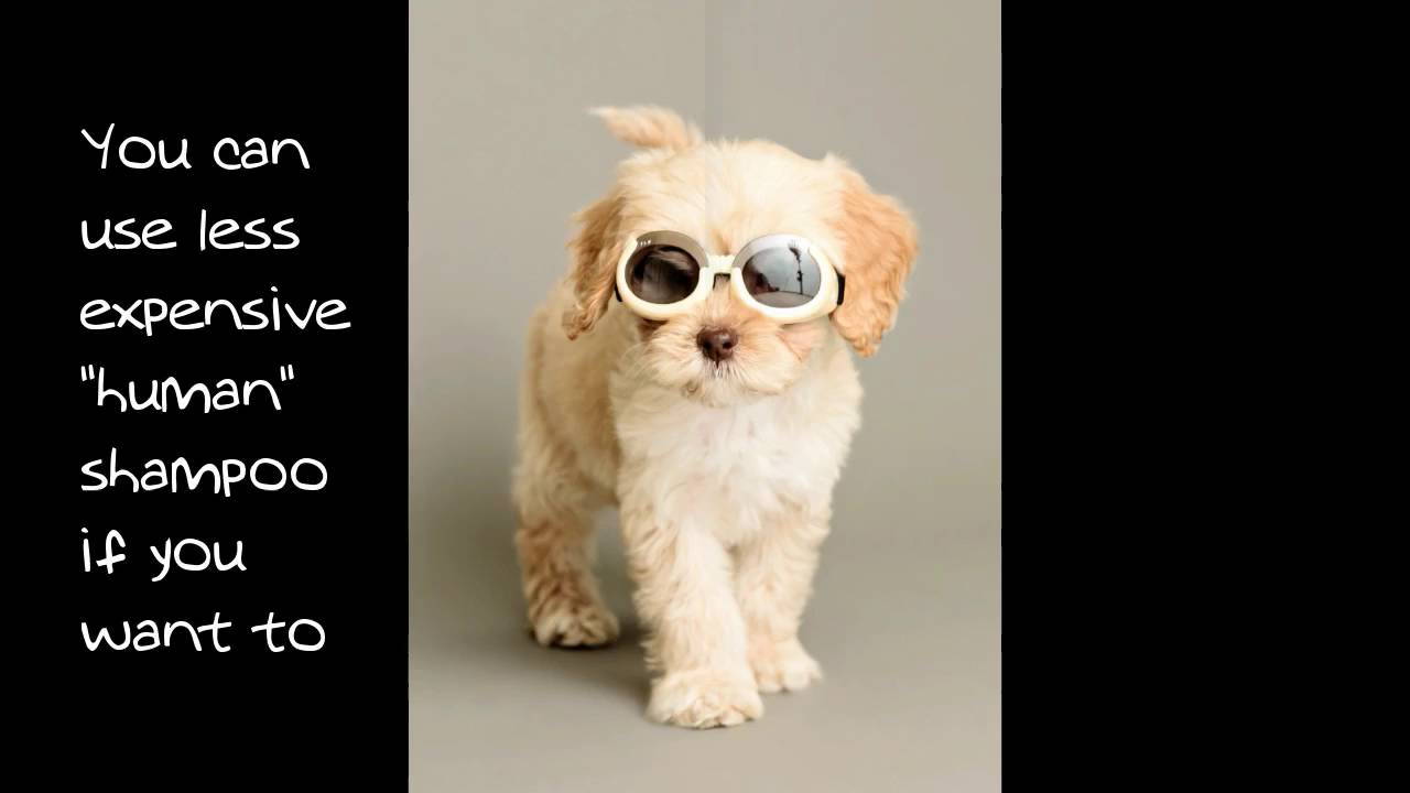 Dog grooming questions and answers