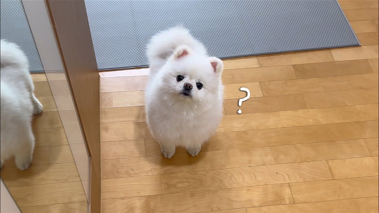집사 친구가 집에 먼저 도착했을때 강아지 반응ㅋㅋㅋㅋ