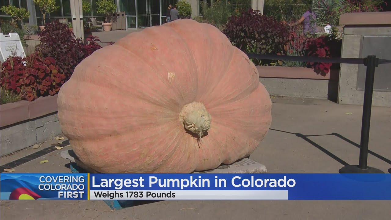 Giant gourd weighs in at 1,783 pounds; heaviest in history of Colorado