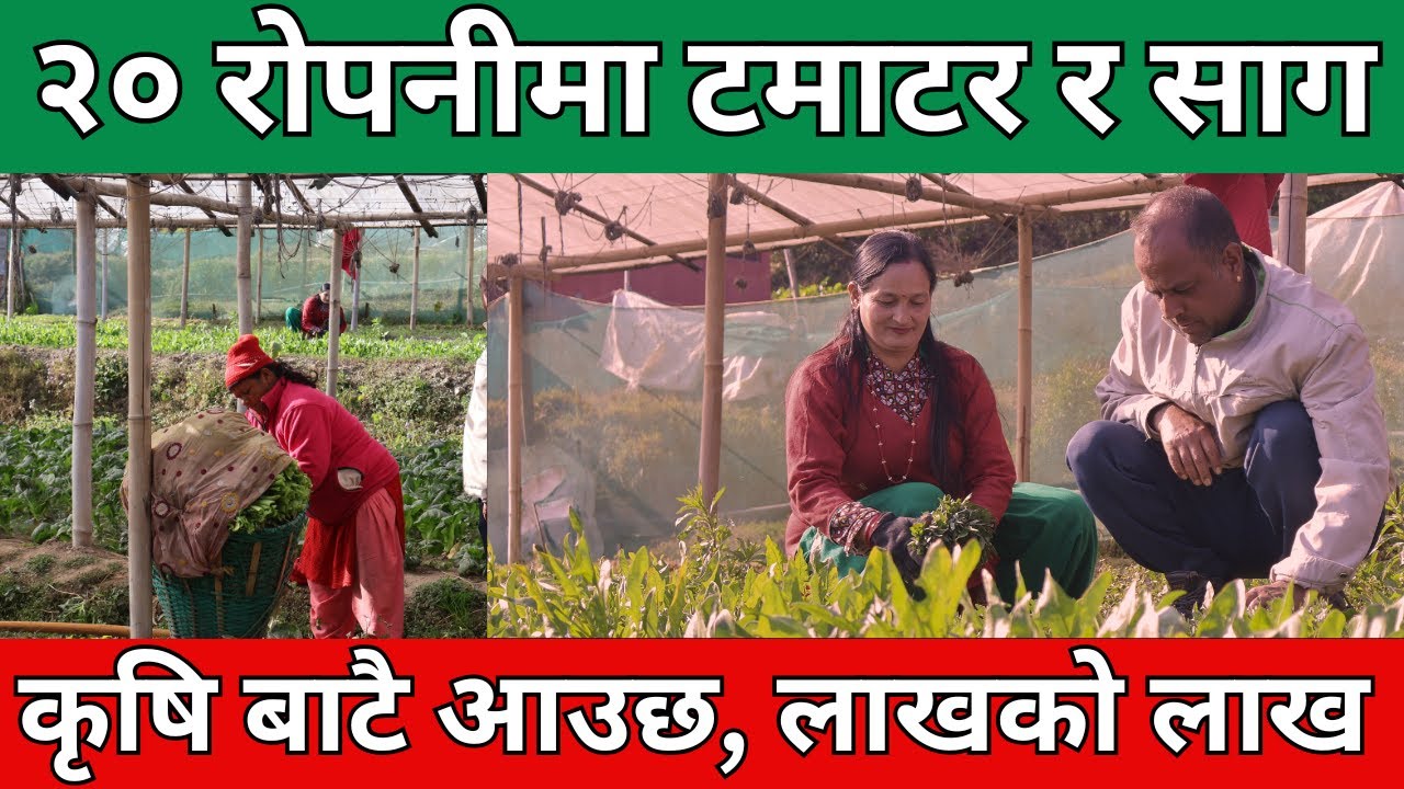काठमाण्डौको मुलपानीमा भेटियो कृषि साम्राज्य 😲 | साग र टमाटर बेचेर लाखौँ कमाउने किशोर कुमार