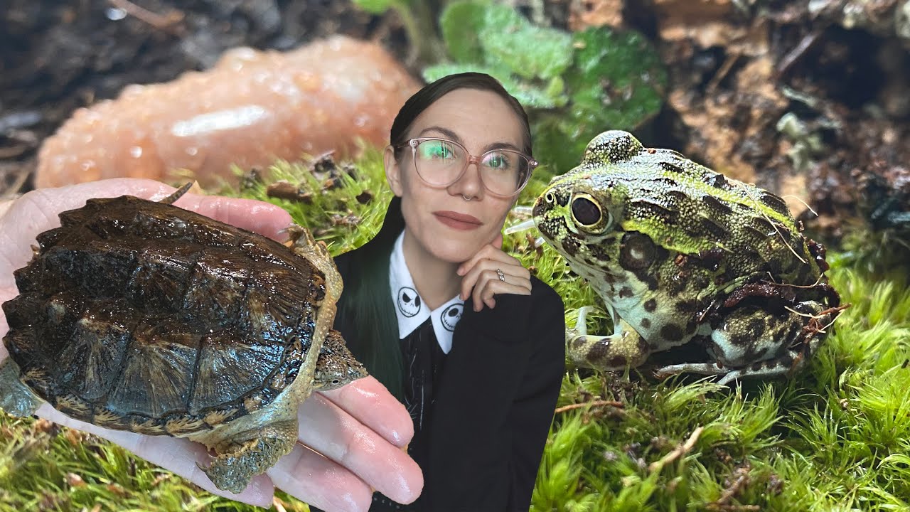 SNAPPING TURTLE eats FISH! NEW Baby Pixie Frog Reveal & Enclosure Set Up (so cute!)