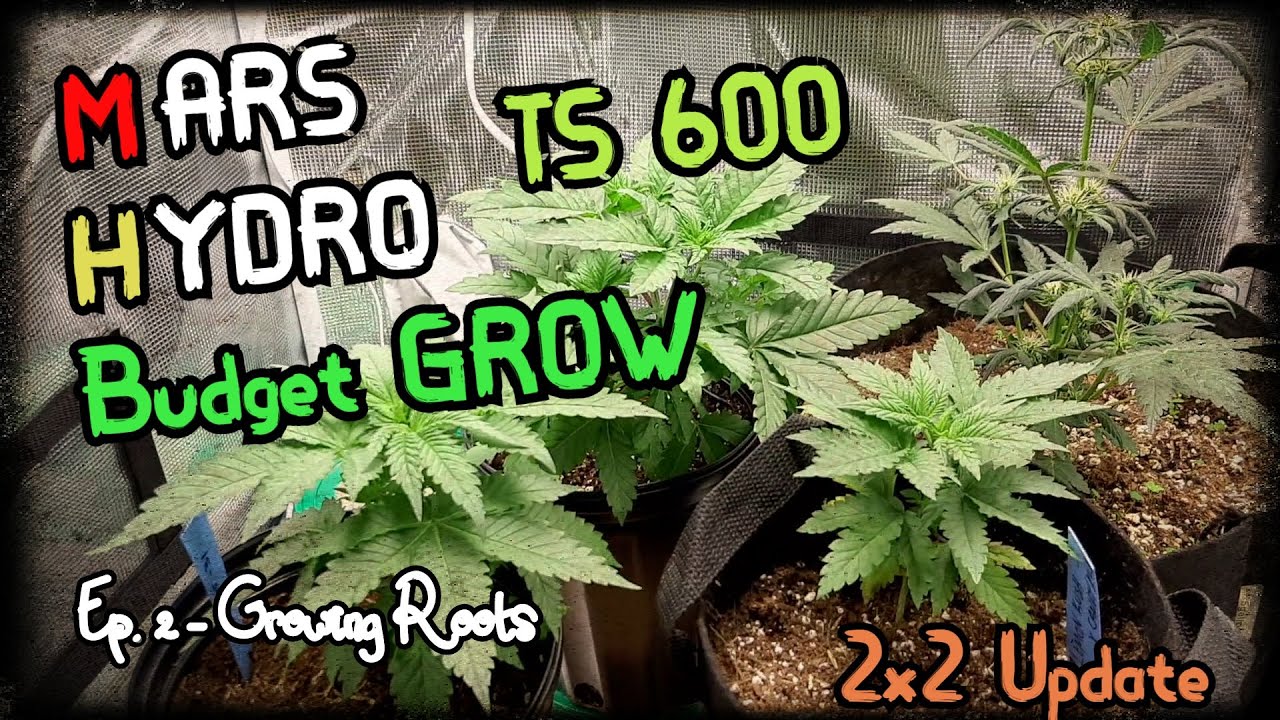 Mars Hydro 2x2 Grow tent + TS 600 Light || Budget Grow || 100W Grow Tent ||  #MarsHydroCup