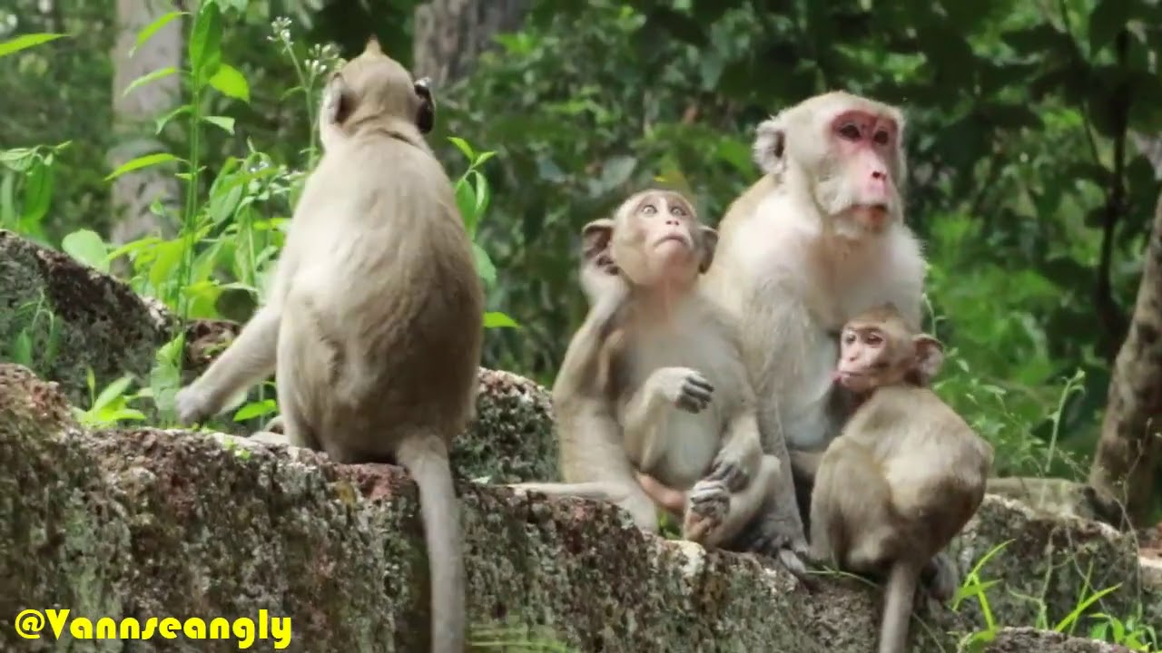 Daily Rose Mom,Daisy Mama,Family Jane ,The Monkey Rose Give A milk To Rex And Jane sit with Daisy