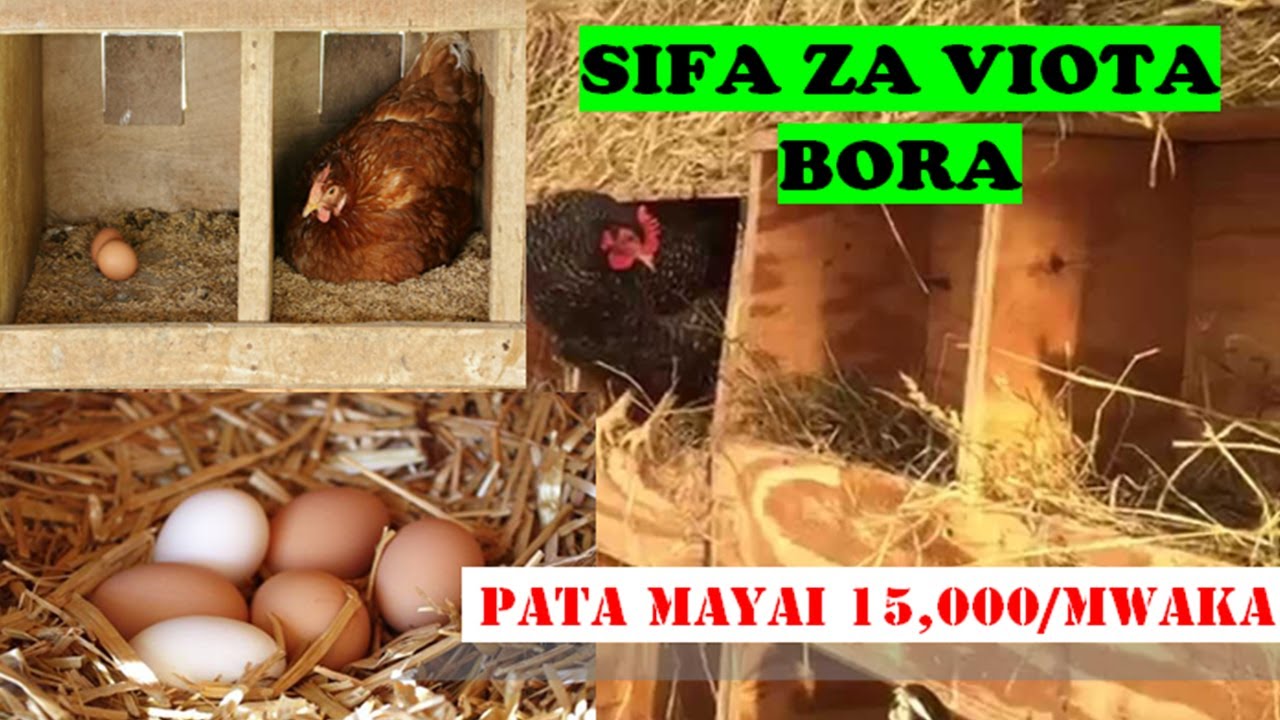 UFUGAJI BORA WA KUKU;zijue sifa bora za viota vya kuku ili upate mayai mengi