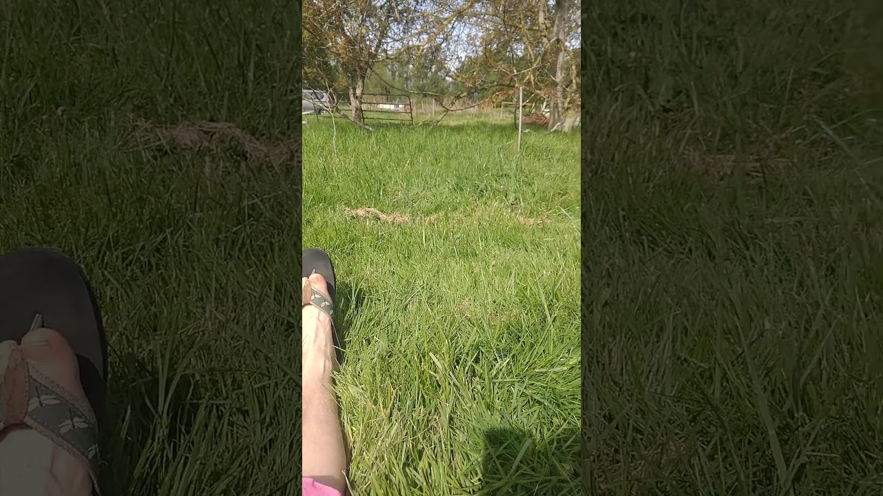 Functional Regeneration Rhythms & Cycles.