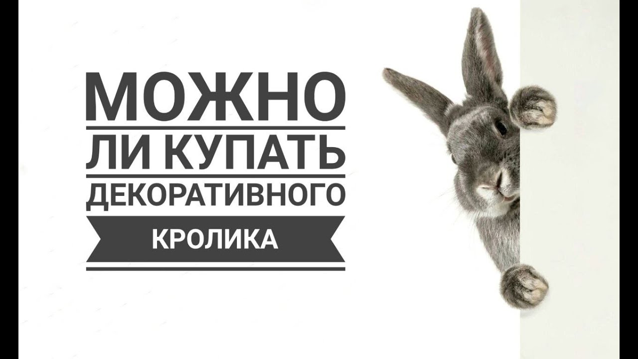 Почему декоративного кролика нельзя купать | Why you shouldn't bathe a pet rabbit