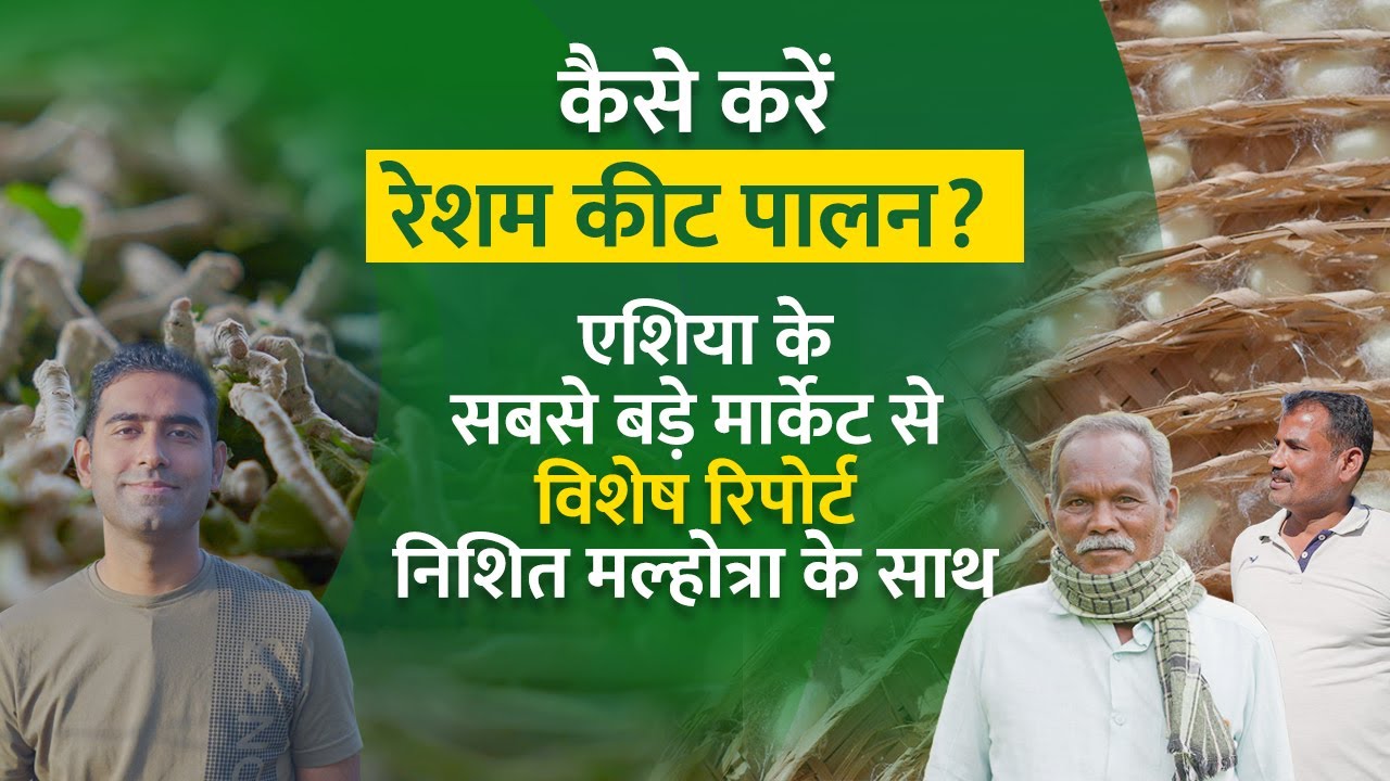 कैसे करें रेशम कीट पालन और शहतूत की खेती? Sericulture Business। Silkworm Farming। Mulberry Farming