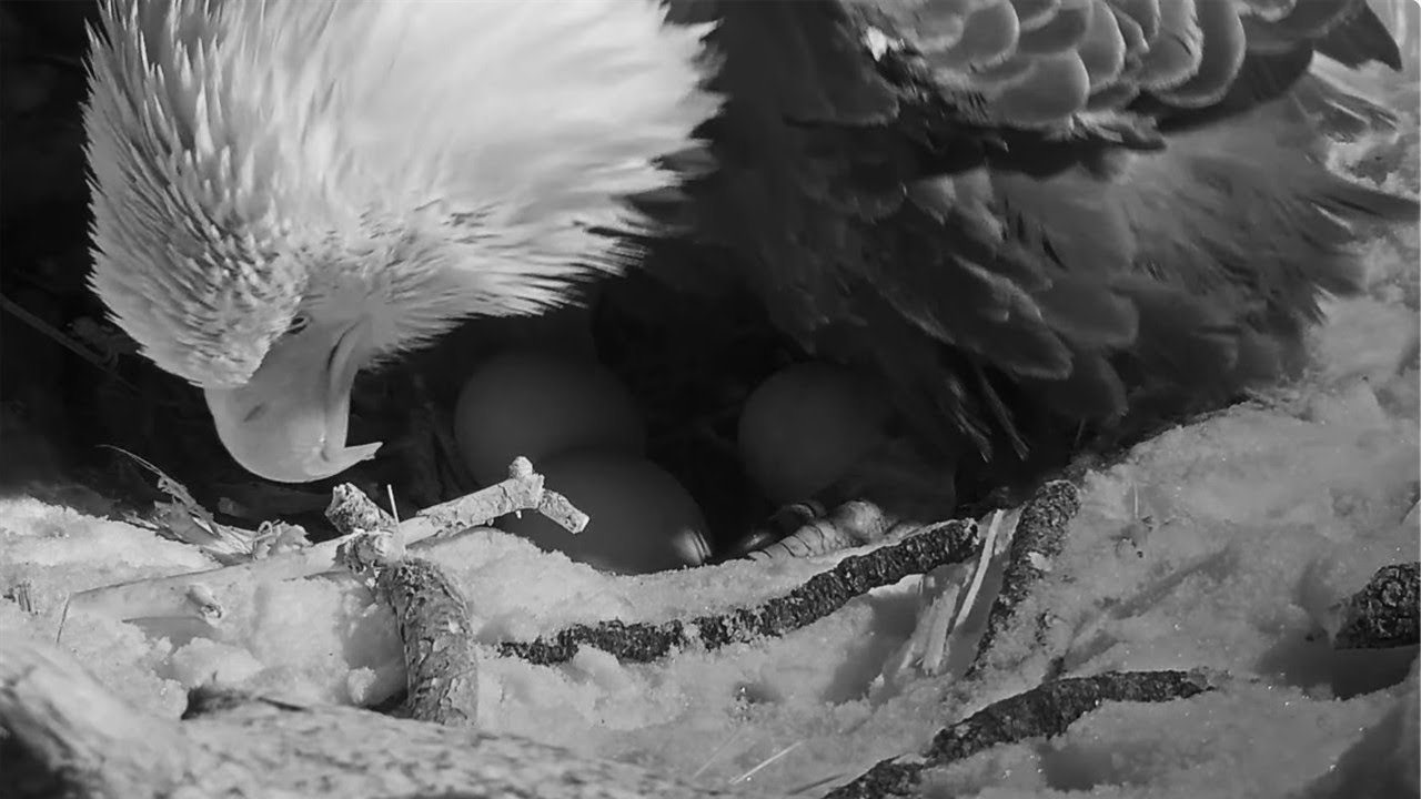 FOBBV Eagles🦅 Jackie Lays THIRD Egg🪺 After Easy Labor! 🎉 2025 Jan 28