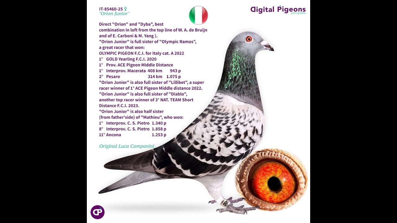 IT-85460-25 - “ORION JUNIOR” - LUCA CAMPANINI - DIGITAL PIGEONS AUCTIONS