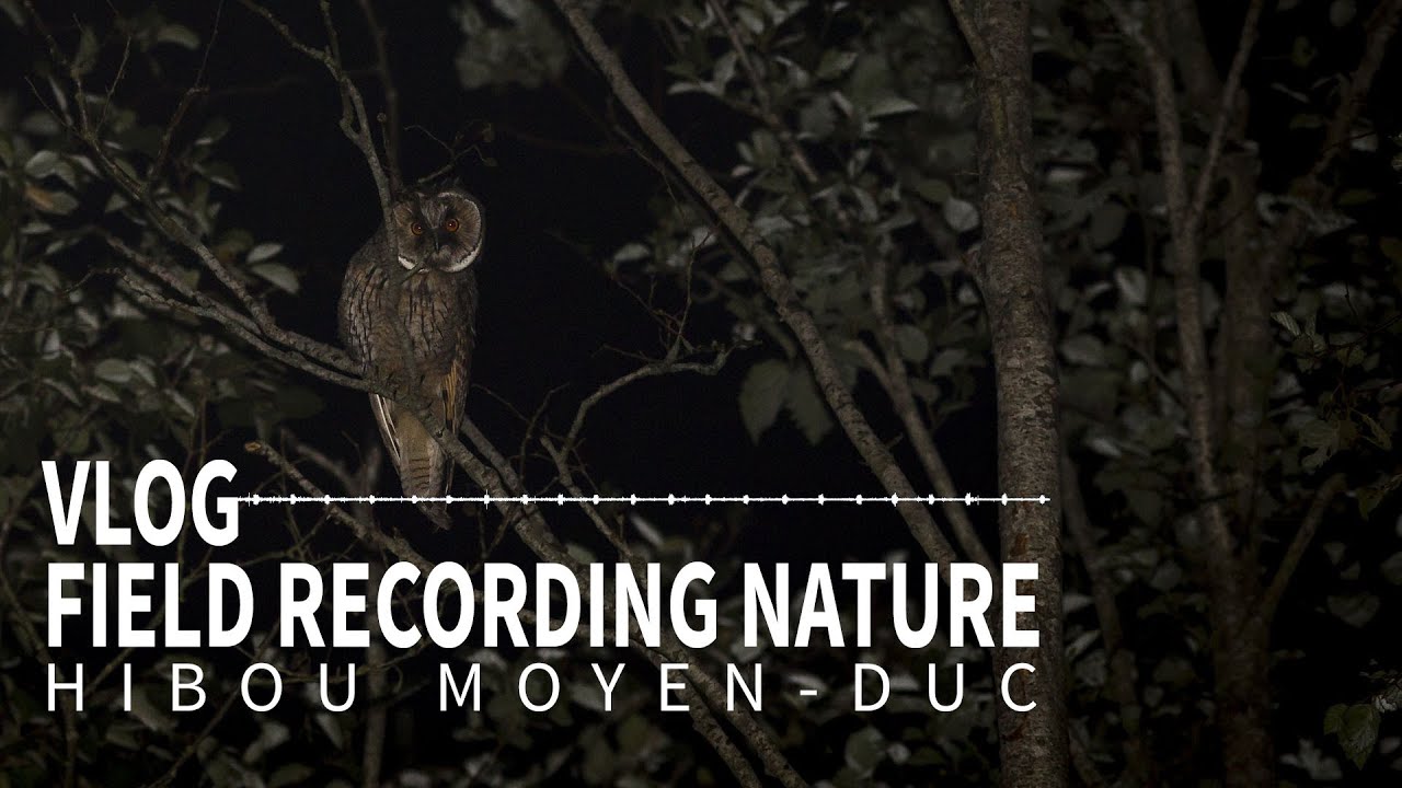 Field recording : Le hibou moyen-duc
