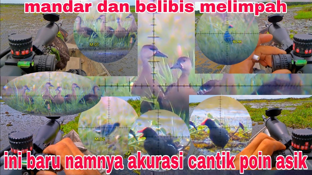 Ini baru spot Burung belibis mandar biru yang sangat melimpah,,dengan akurasi cantik di setiap jarak