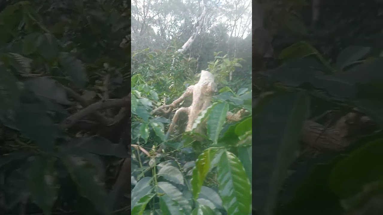 Perawatan kopi tim tim yang berumur 50 tahunan