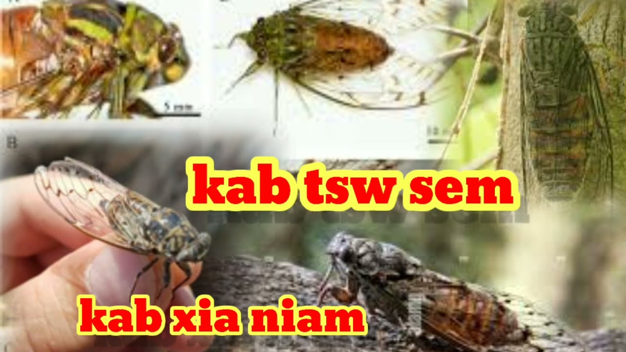 suab Kab tsw sem (kab xia niam quaj kho siab tiag tiag kab hu niam