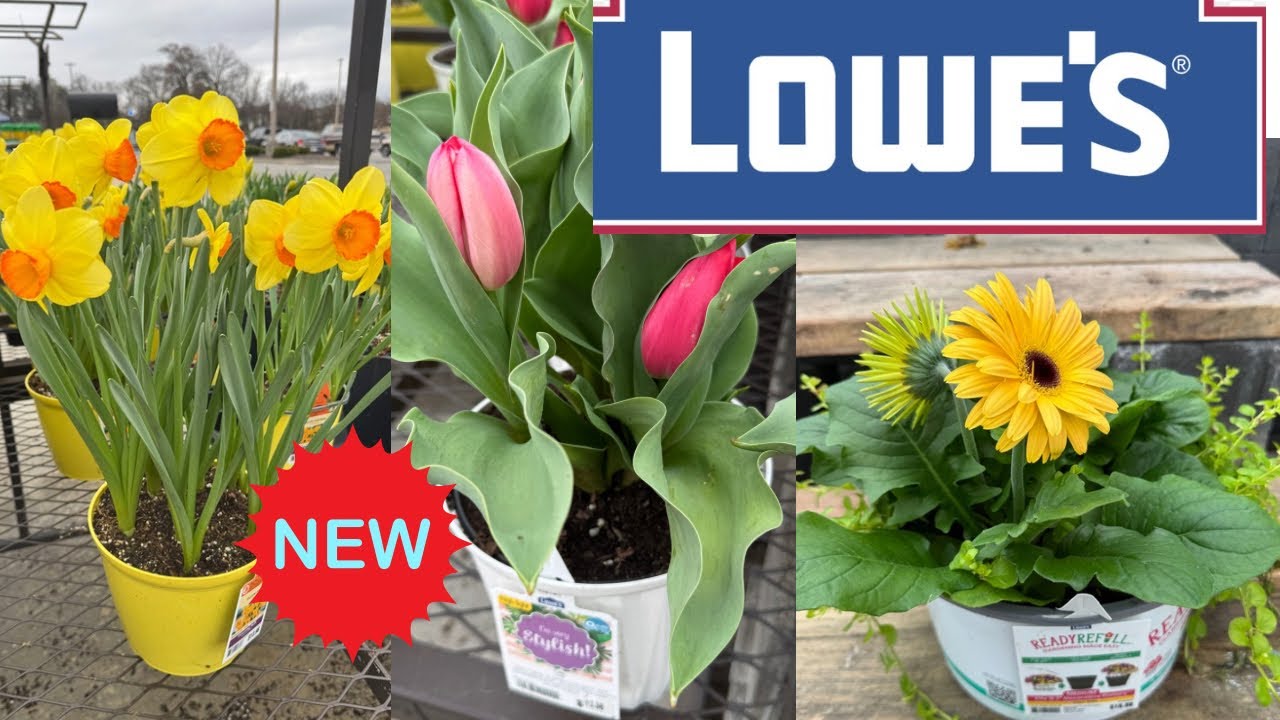LOWE'S BEST NEW PLANTS ARRIVALS & CLEARANCE FOR SPRING/SUMMER | |HOW TO MAKE YOUR GARDEN BEAUTIFUL?