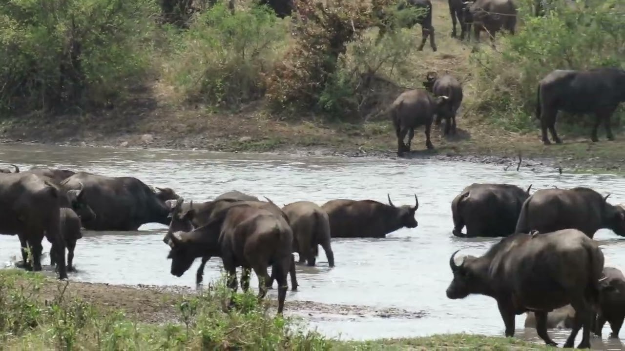 Big herd of Buffalo at Kumana Dam