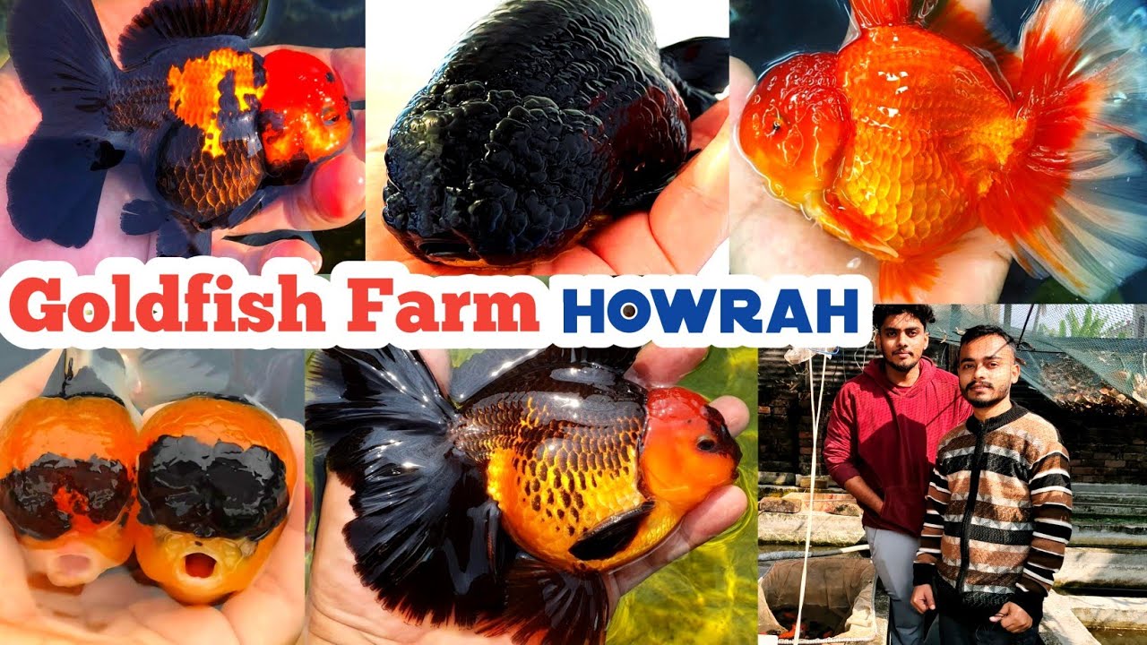 Latest Qualities Goldfish Farm in India | Goldfish tank | Westbengal | Fish Farming