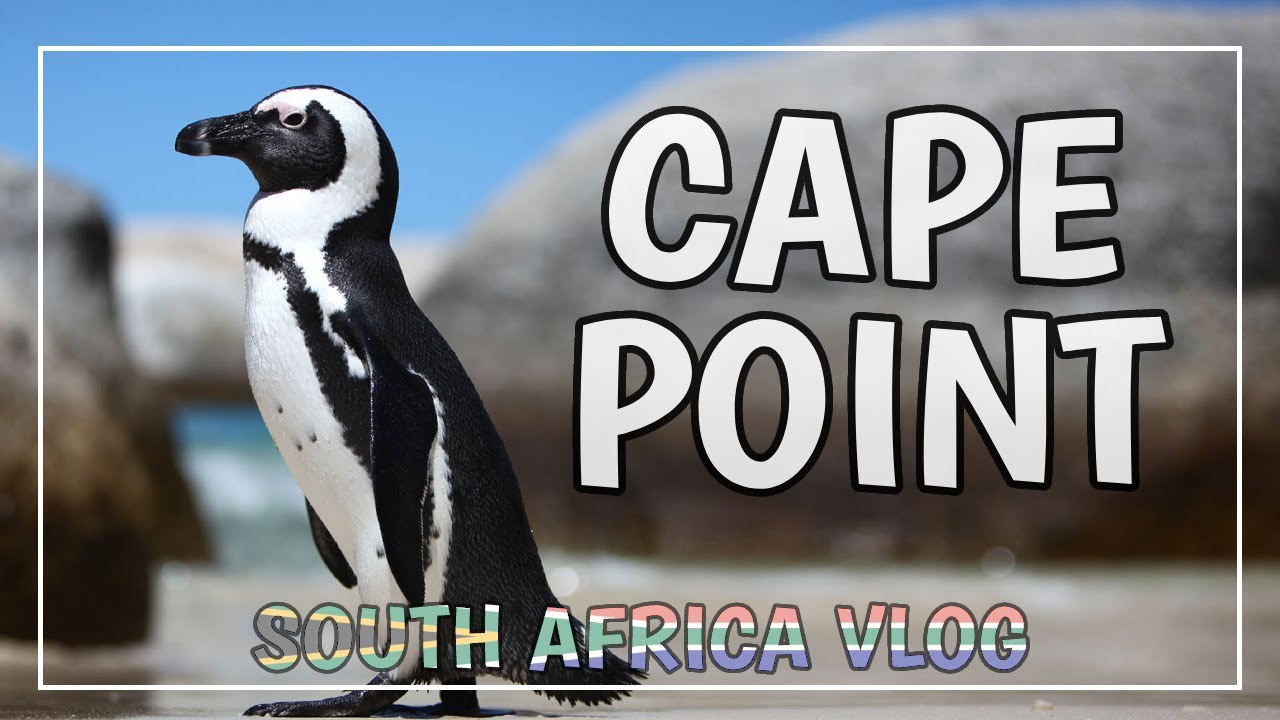 Penguins, whales and seals in Cape Point | South Africa trip ep.3  🇿🇦