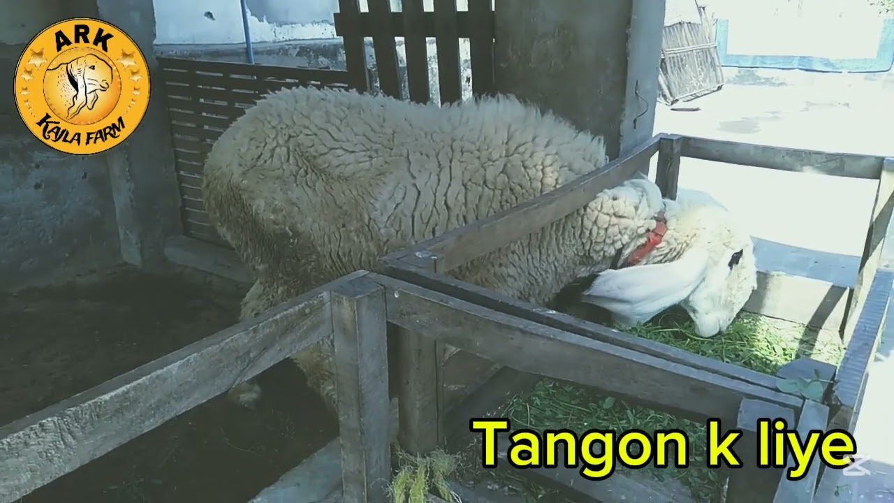 Tangon k liye Ahmed Raza kajla farm Lahore Pakistan 