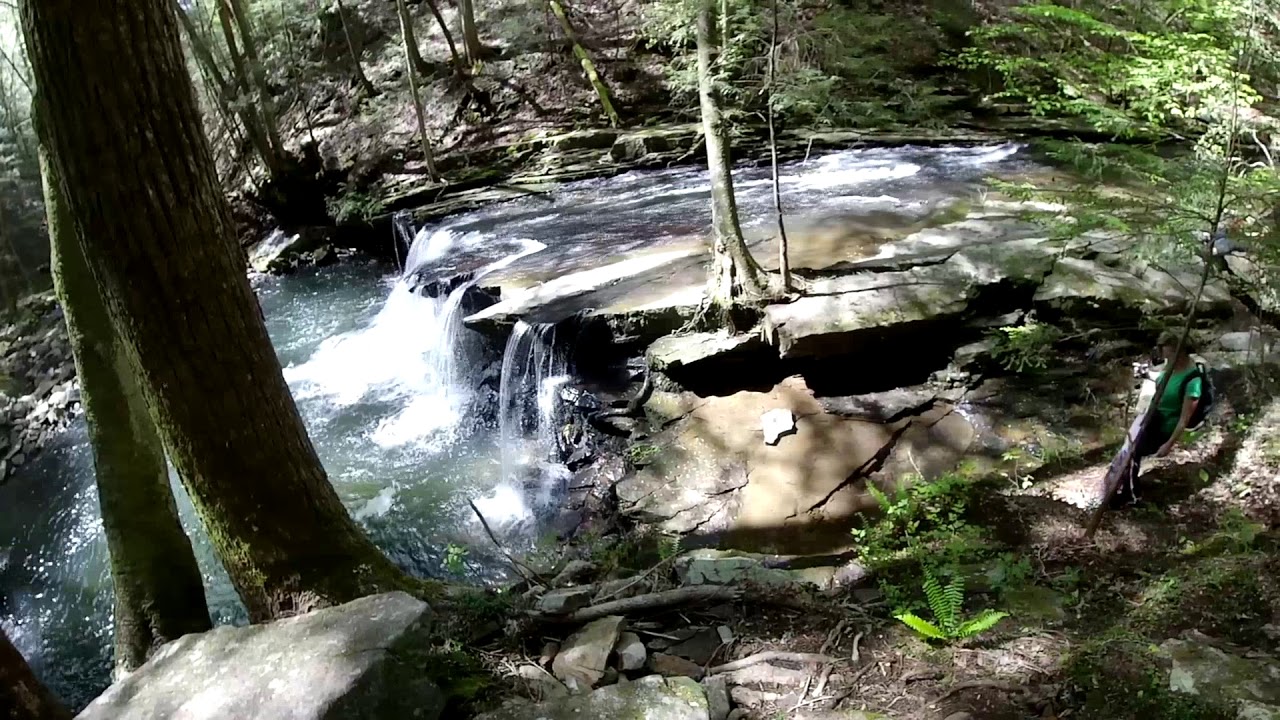 Grundy Forest