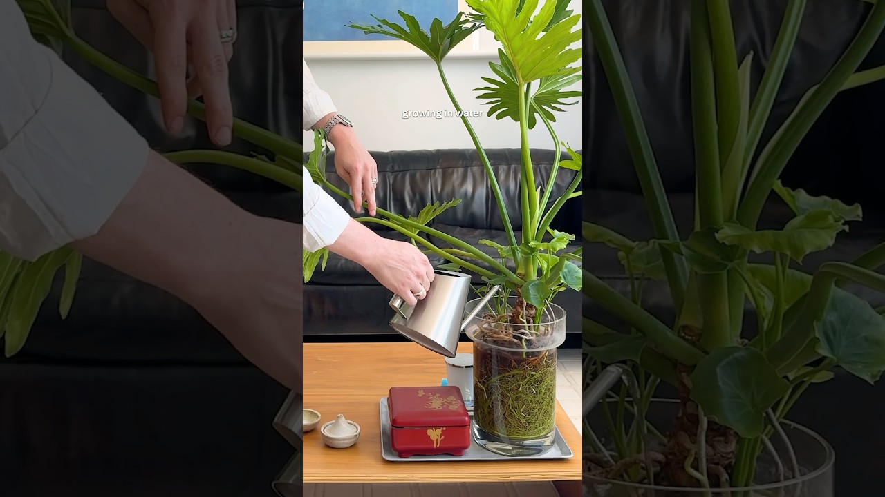Our Favorite Unique House Plants