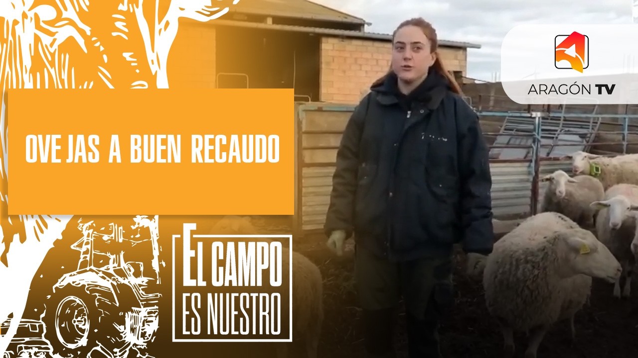 Ovejas a buen recaudo