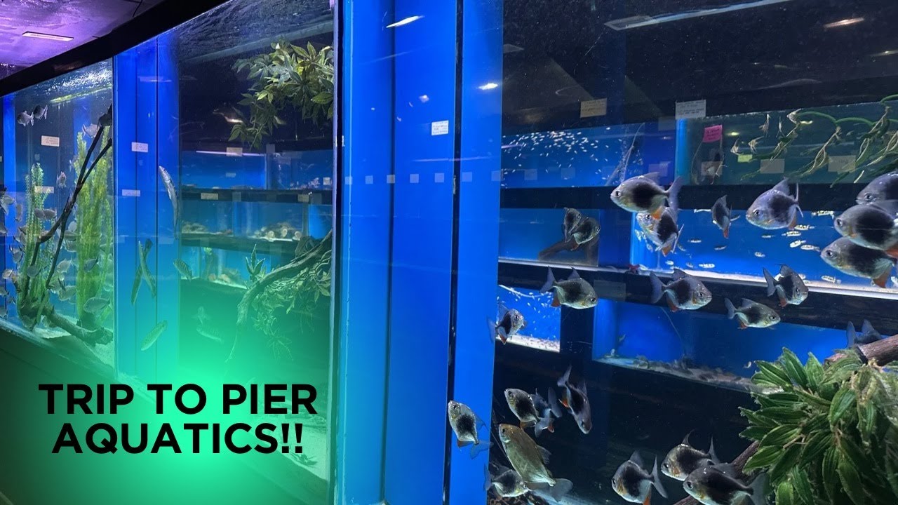 Last Week's Trip to Pier Aquatics (No Commentary)