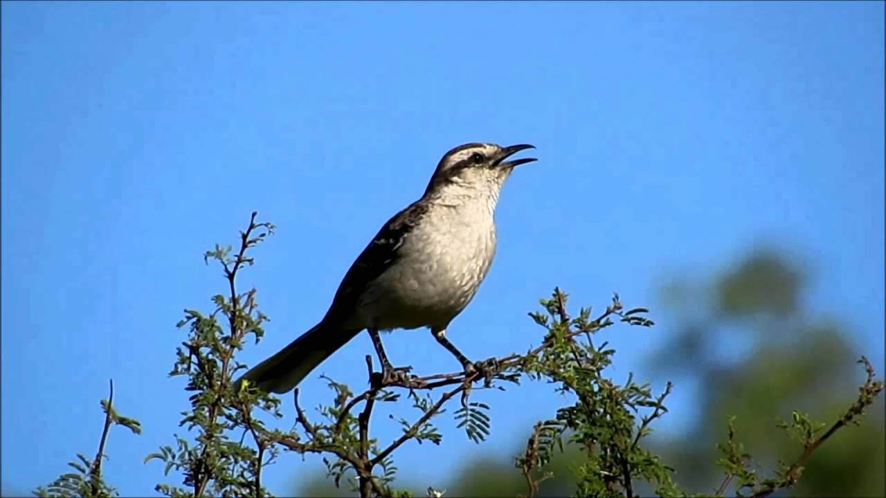 CALANDRIA (Uru)