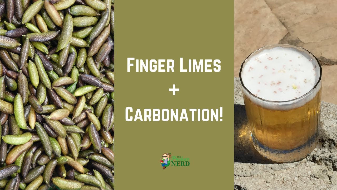 Jumping Citrus Pearls - What Happens When You Add Finger Limes to a Carbonated Drink!