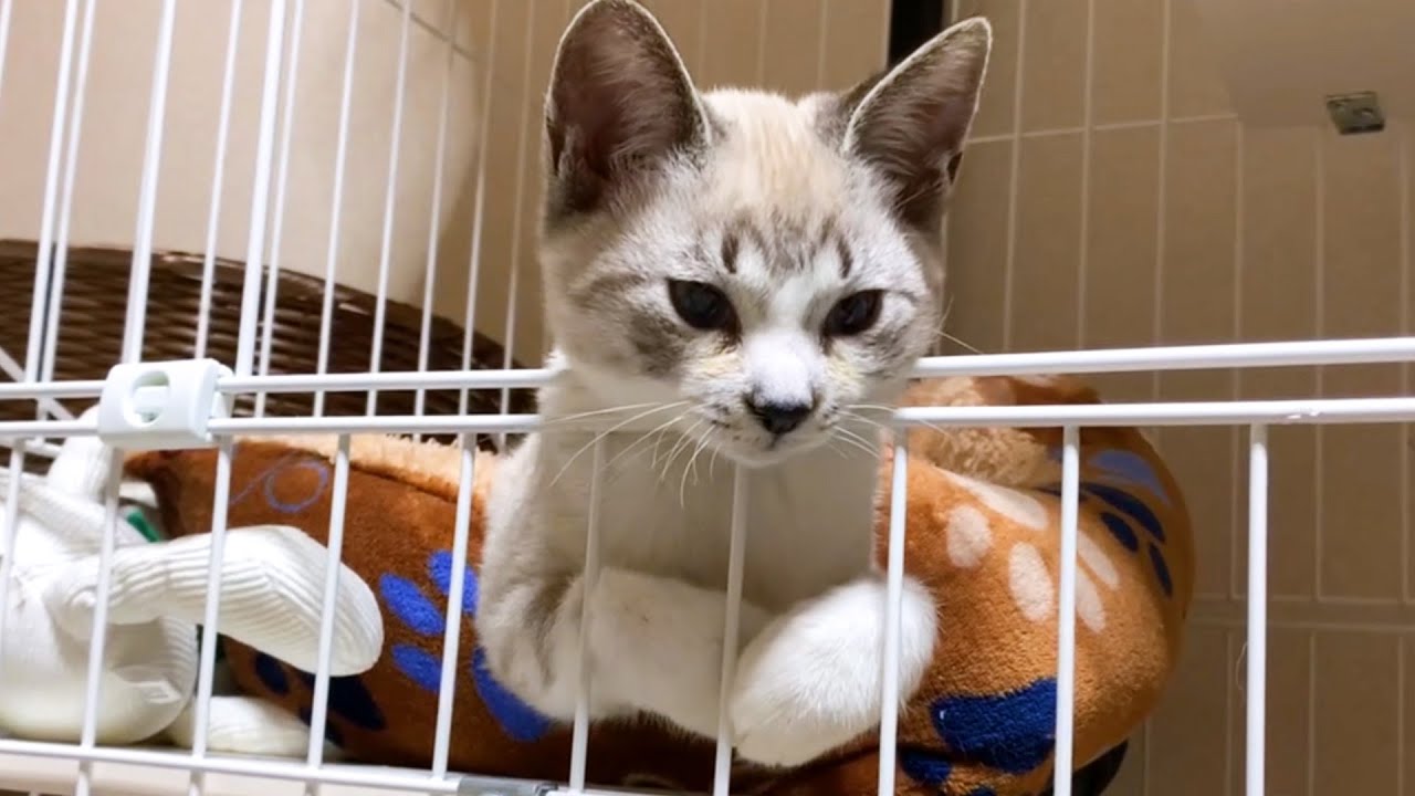 保護子猫リノ♥柴犬ママ？ピンクの服？が遊びに夢中でも気になる子猫♪