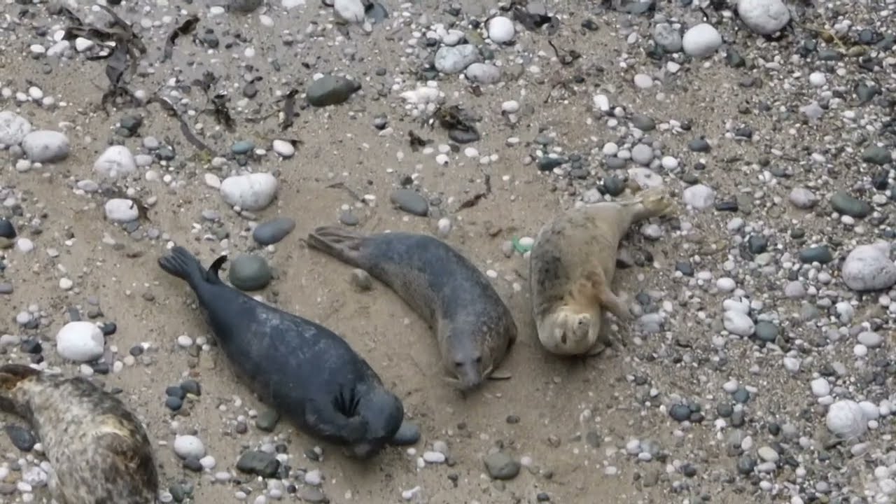 I still see the seals so will post videos now and then - Sunday morning seals - 7th December 2025