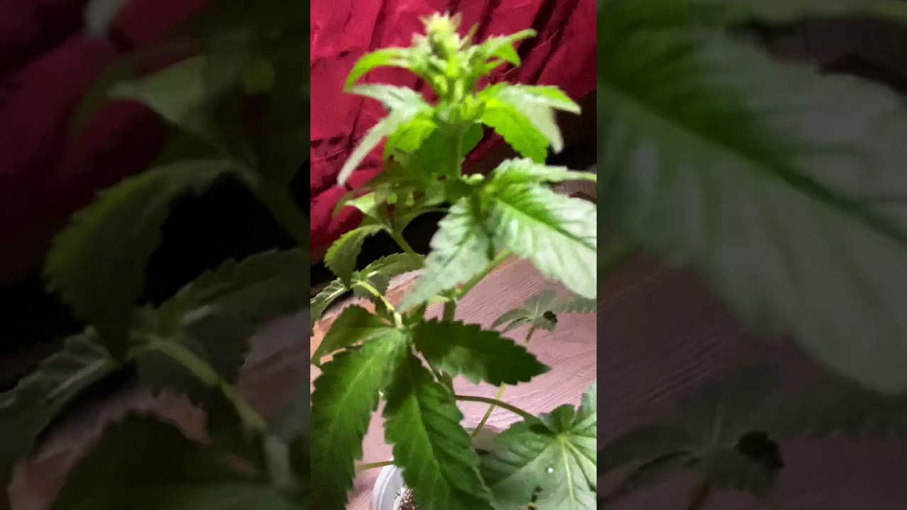 Raw Genetics Berry Payton pheno hunt all males smh 🤦🏾&zwj;♂️