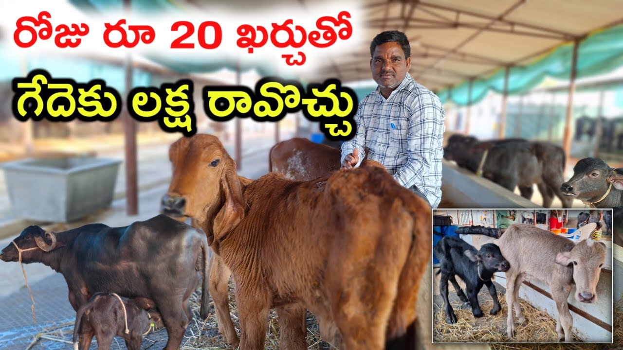 రోజు రూ 20  ఖర్చు Raising calves in dairy farm @MalleshAdla