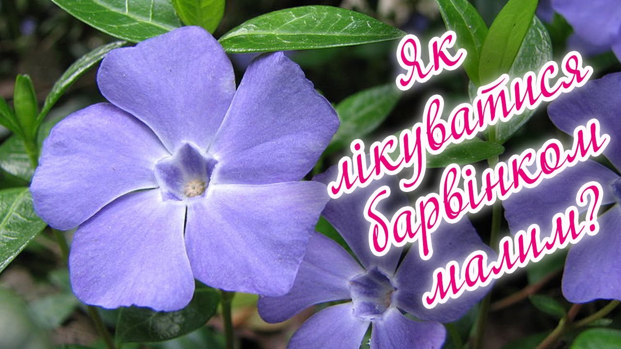 Лікувальні властивості барвінка малого