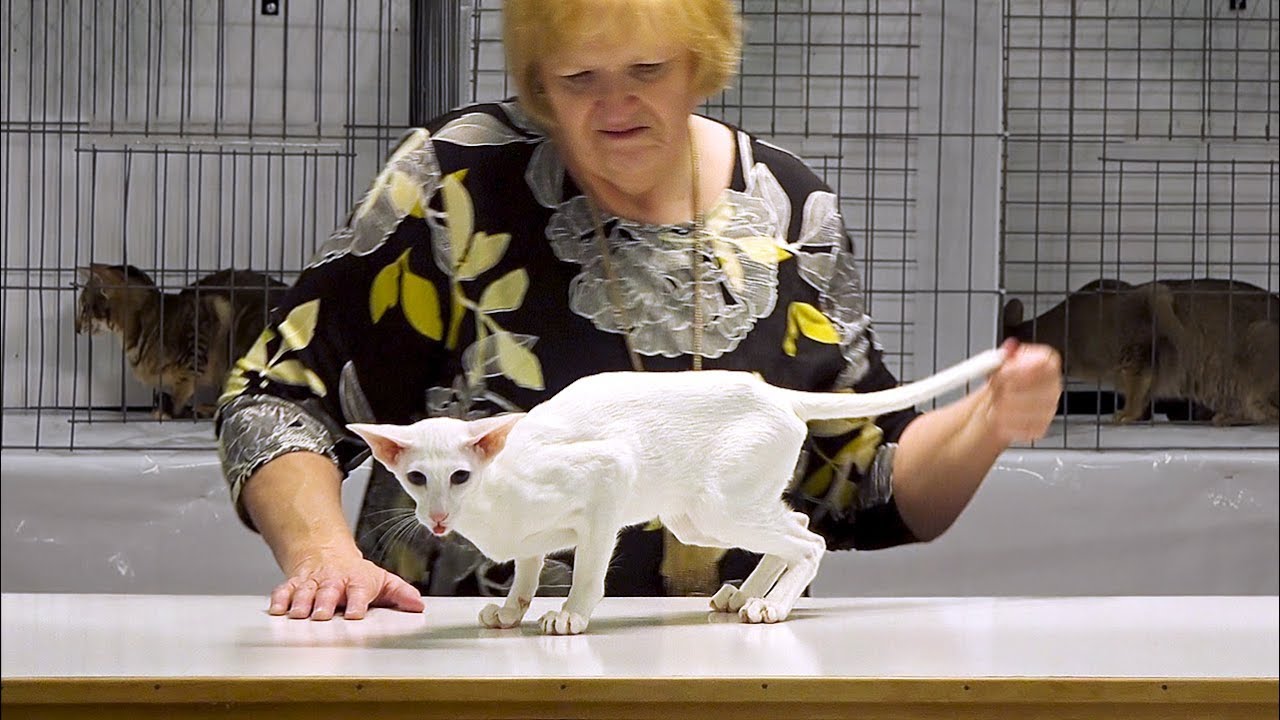 CFA International Cat Show 2017 - Championship Orientals