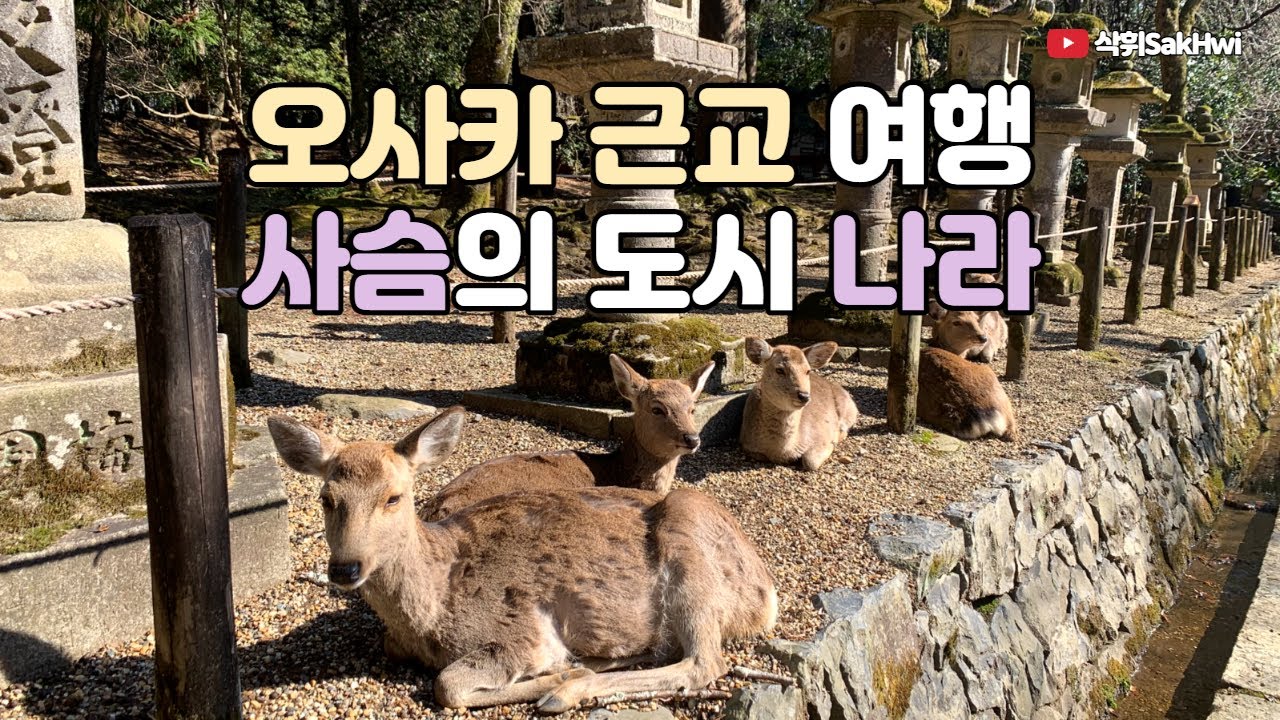 오사카 근교 여행 l 사슴의 도시 나라 l 도다이지 l 일본 브이로그