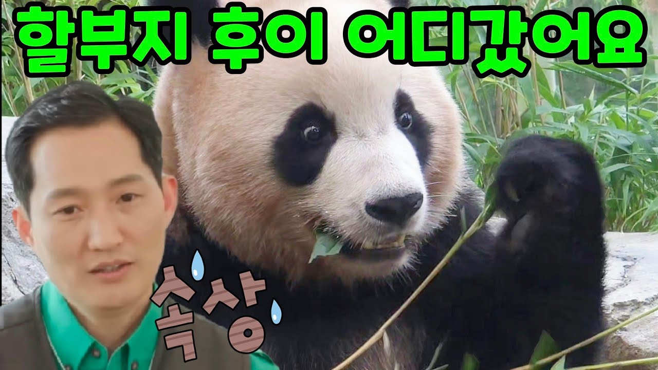 2025년 10월 3일 에버랜드 세컨하우스 루이 대공개 후이가 안보입니다 판다월드 