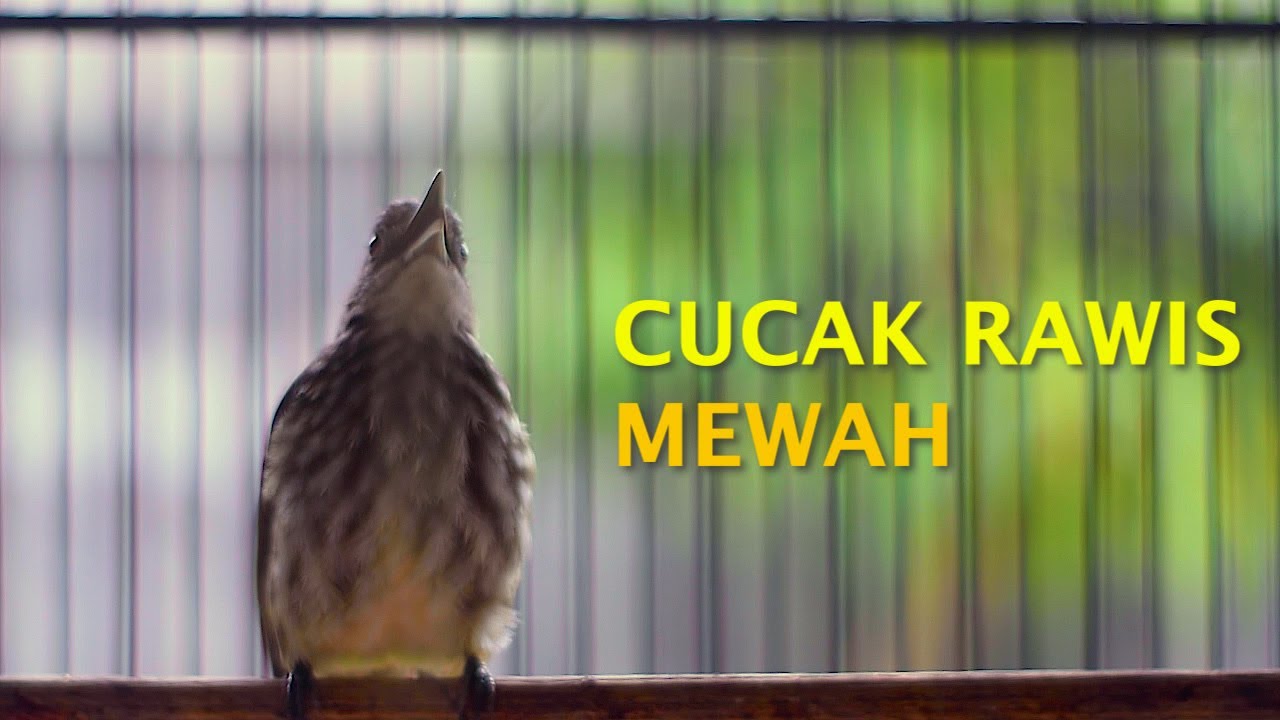 CUCAK RAWIS GACOR SOREE HARI