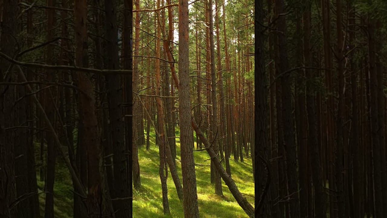 Birdsong in a Peaceful Pine Forest | Natural Forest Sounds Short