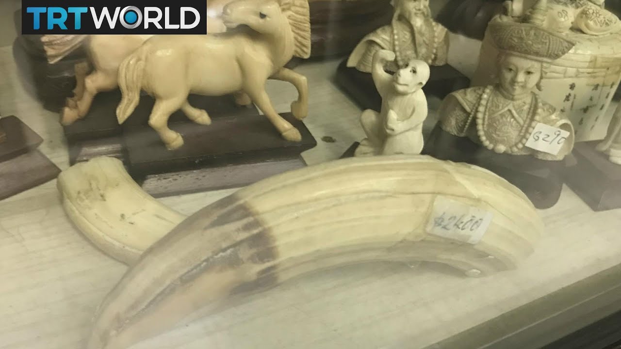 Money Talks: Hong Kong's battle against hippo ivory trade