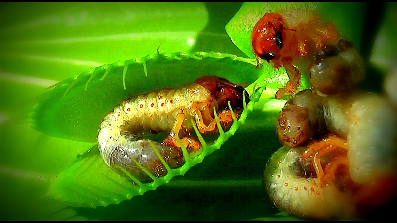 NO RETURN / Venus flytrap - Venusfliegenfalle