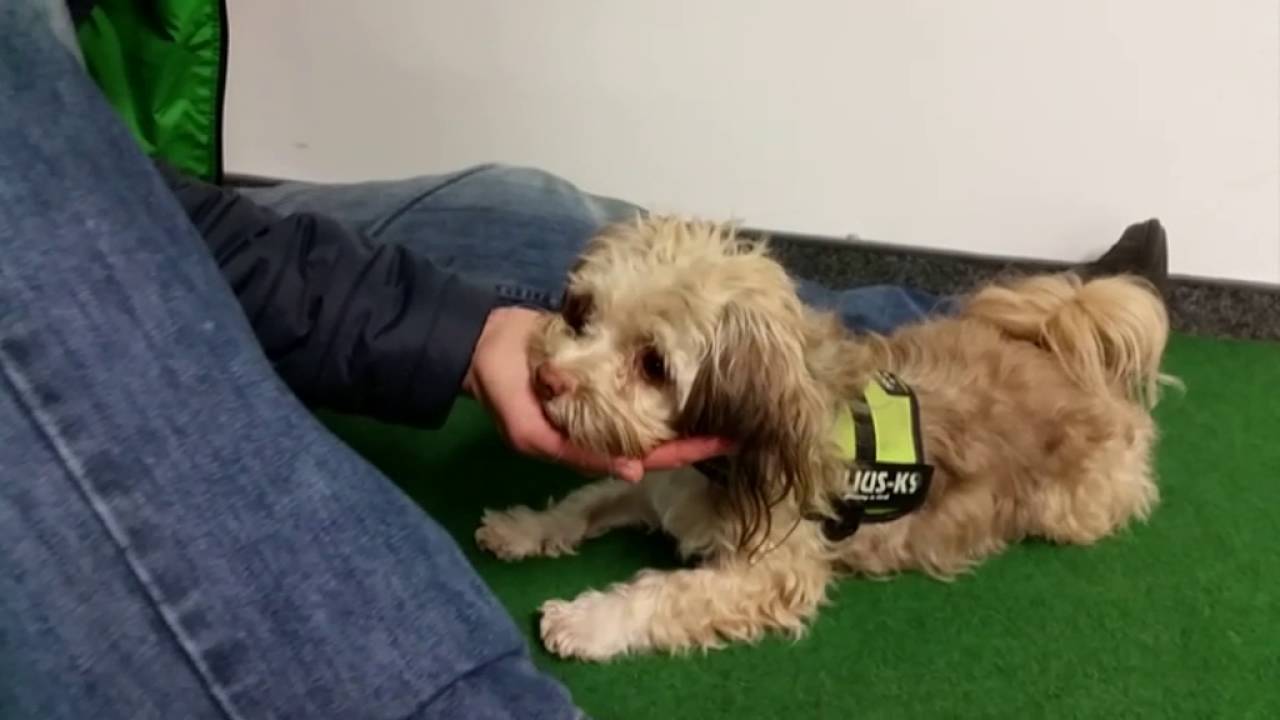10 amazing Dog Tricks by Bonny Bolonka