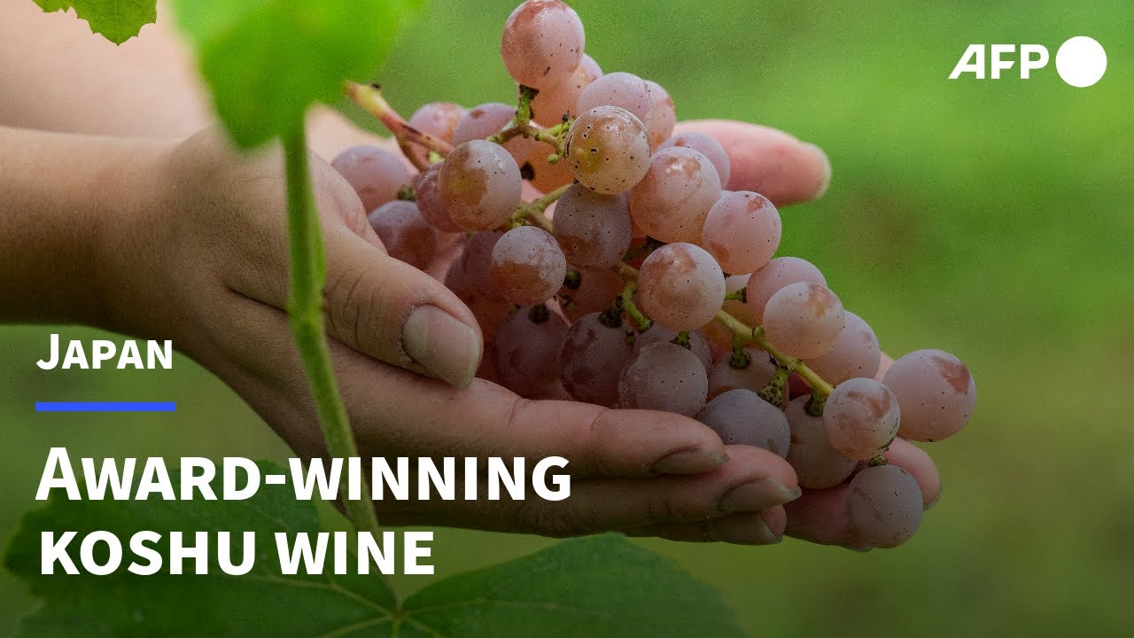 From mediocre to medal-winning: Japan's koshu wine | AFP