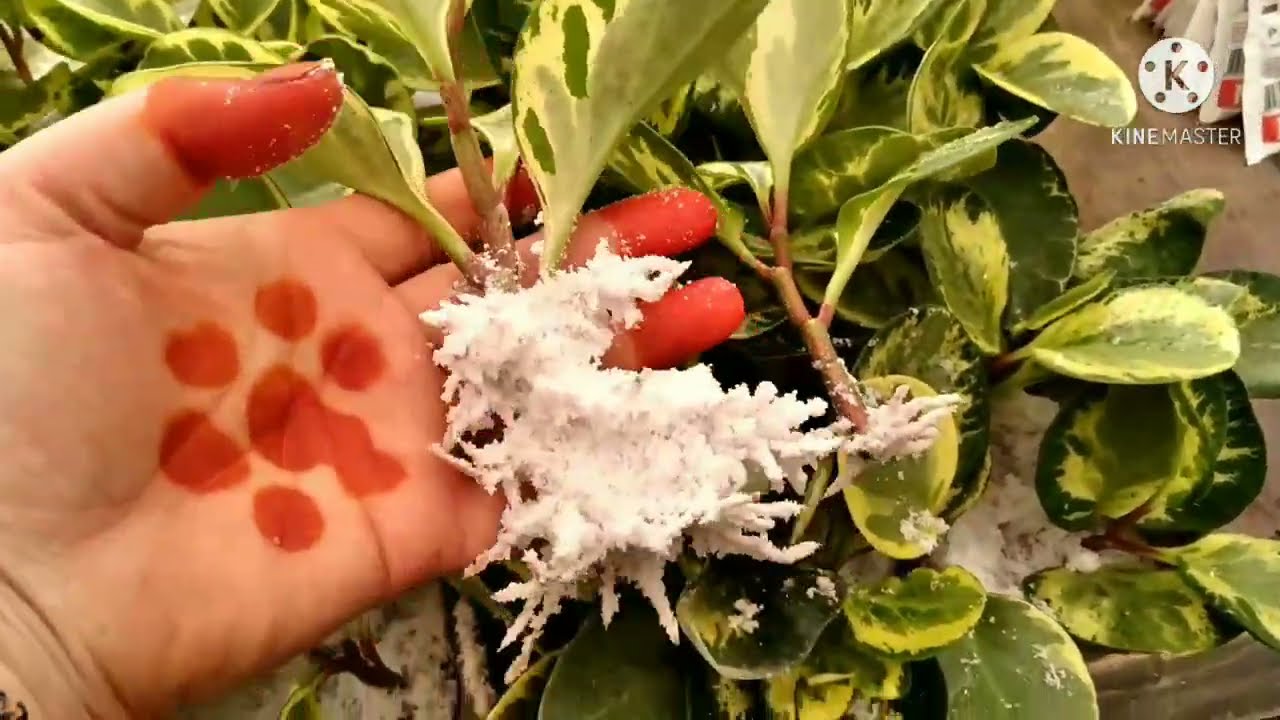 Корнивинни гулларга кандай фойдаланиш керак