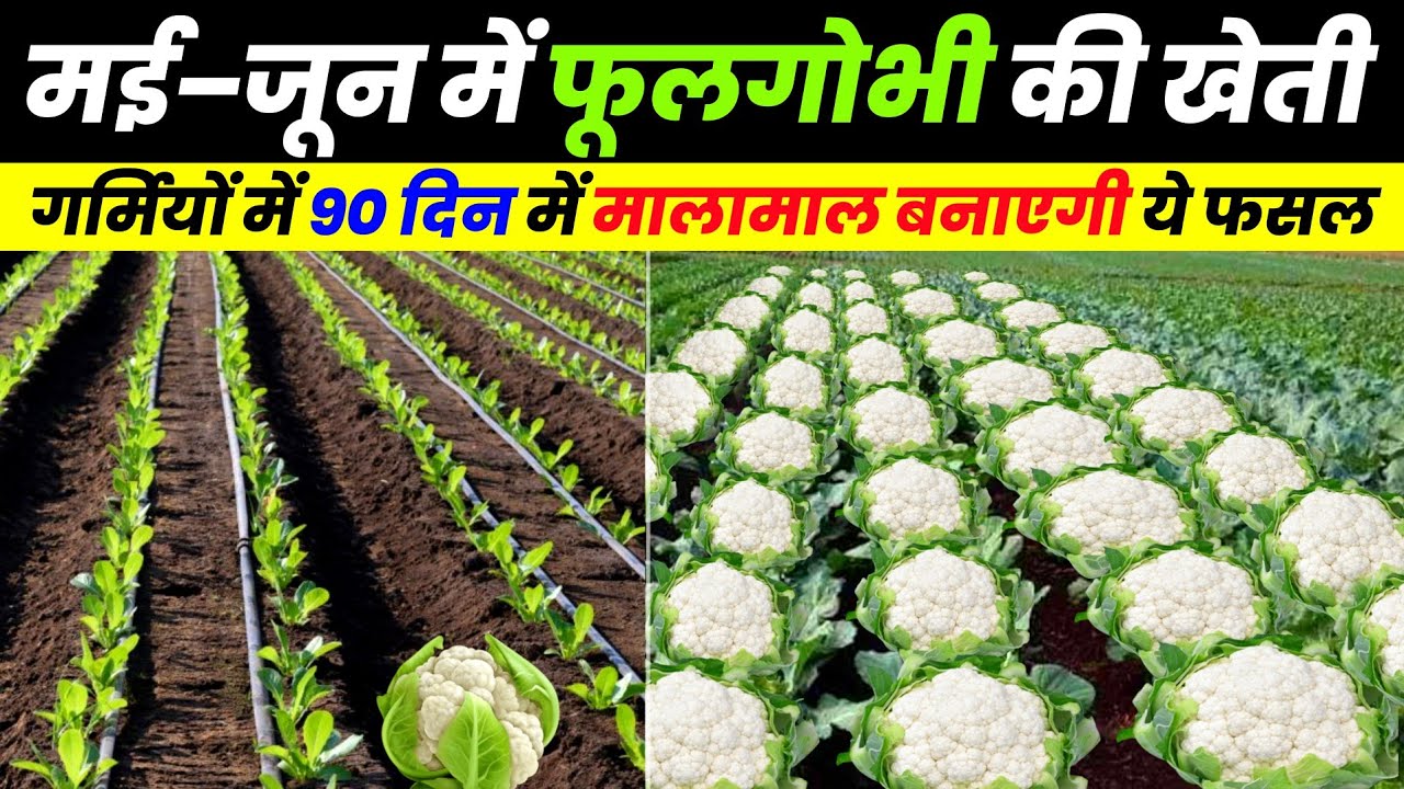 गर्मियों मे फूलगोभी की खेती कैसे करें | phool gobhi ki kheti | Cauliflower farming, New 2024 में