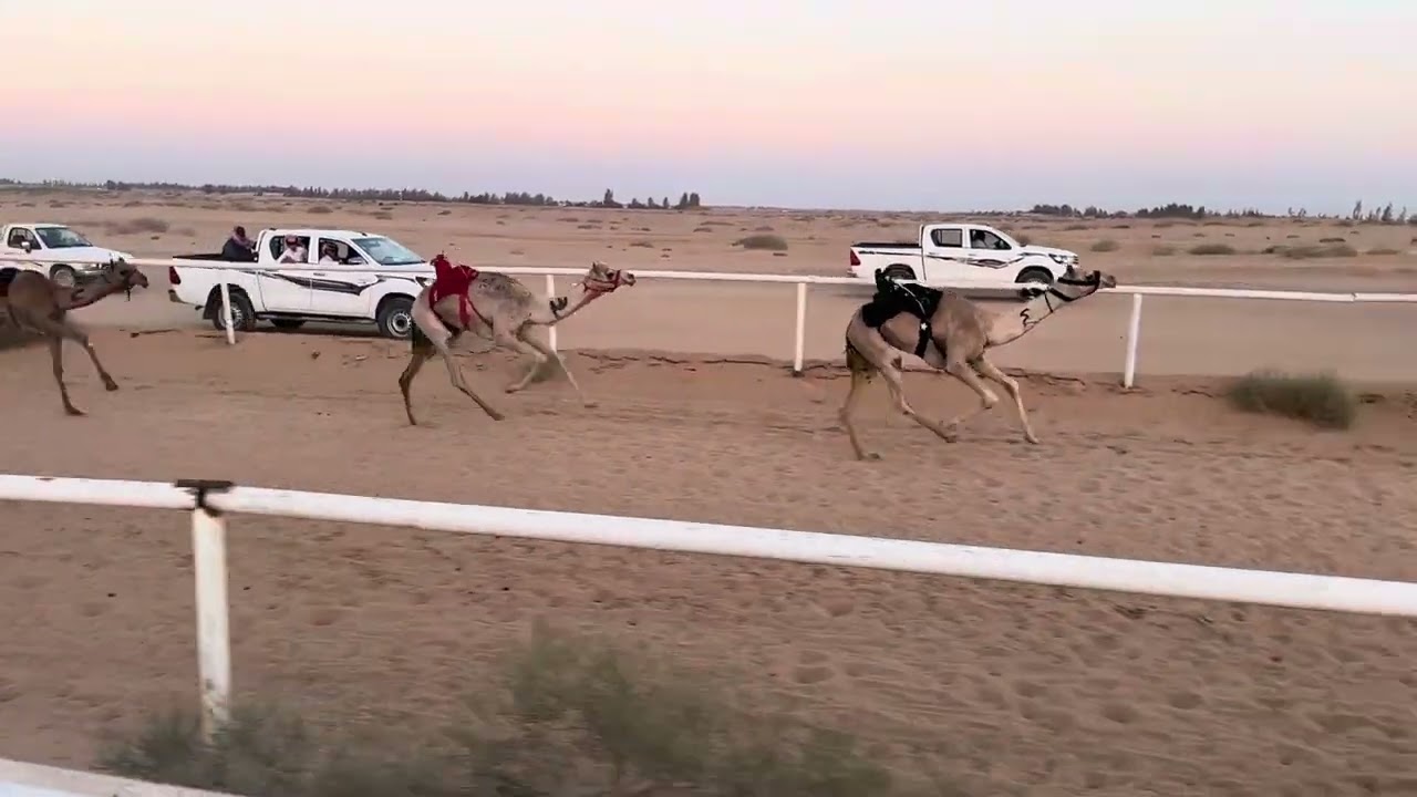 عصريه /زياد لافي ابن دعيجاء الشراري
