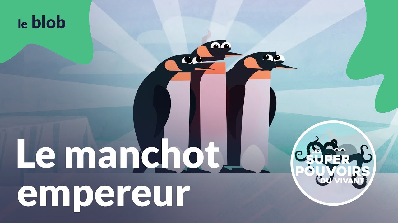 Le manchot empereur, le plus chaud de la banquise | Les super-pouvoirs du vivant
