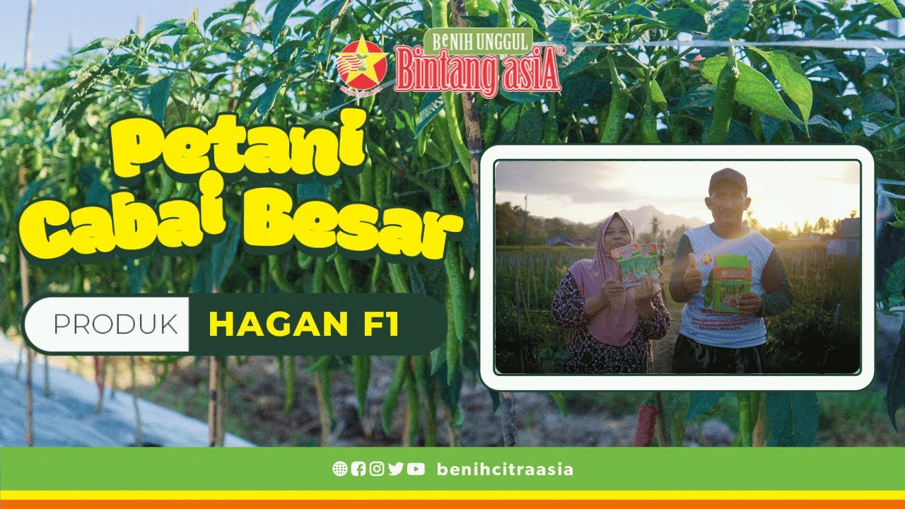 Cabai Besar Idaman Pasar 👨‍🌾🌶️ | HAGAN F1 & TEGAR F1 | #cabai #tahanvirus #hargacabai #cabe