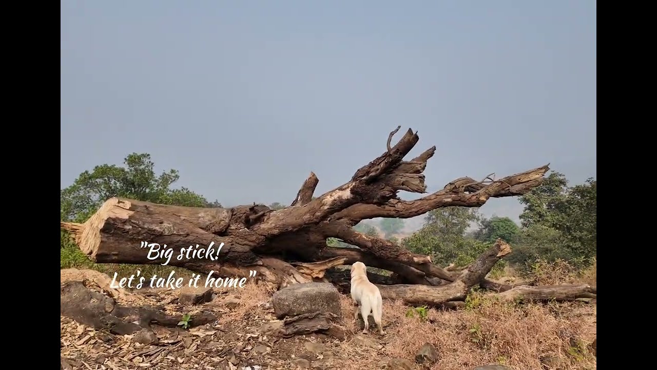 #Adventure trek with my #dog gone wrong - to Dhodani-Sunset Point (Matheran)
