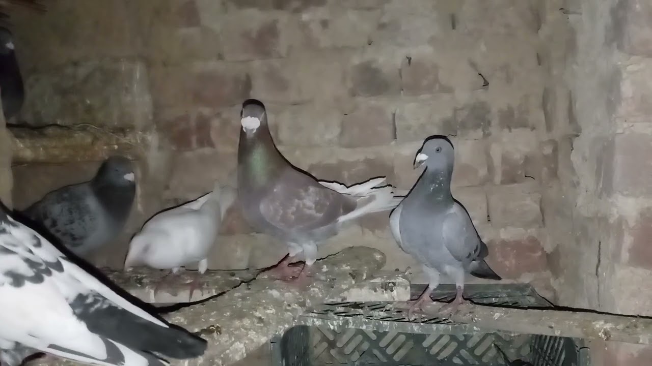 Racing pigeons bard's night theim very good feeling 